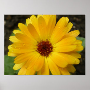 Impression Macro de Souci Jaune