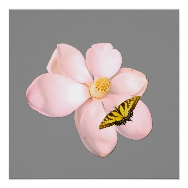 Impression Magnolia, Papier pour Affiche de Valeur (Devant)