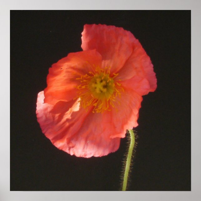 Impression Matte - Fleur Fermer (Devant)