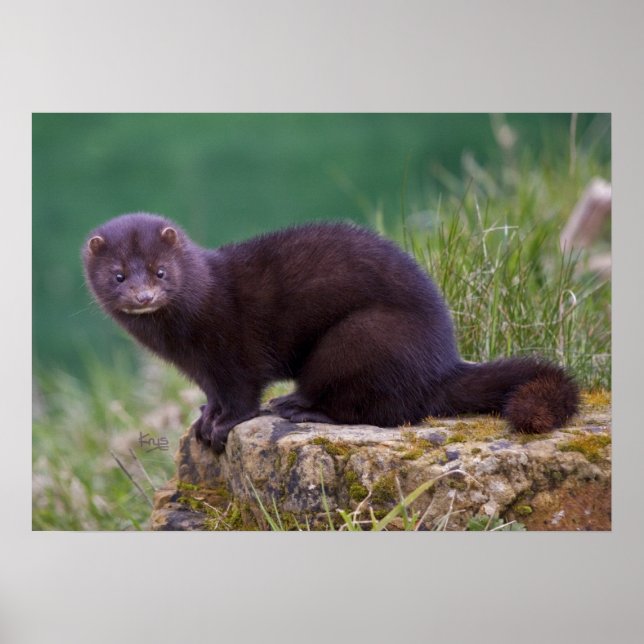 Impression Mink (Devant)