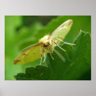 Impression Mois Brimstone