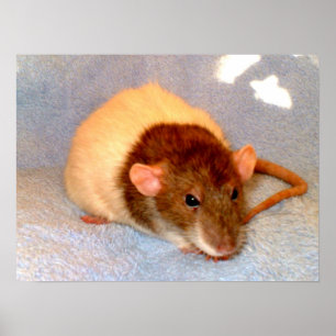 Impression Nap Rat