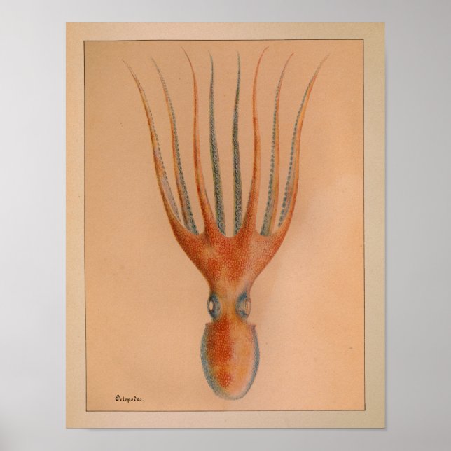 Impression octopus couleur Vintage 1851 (Devant)
