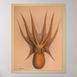 Impression octopus couleur Vintage 1851