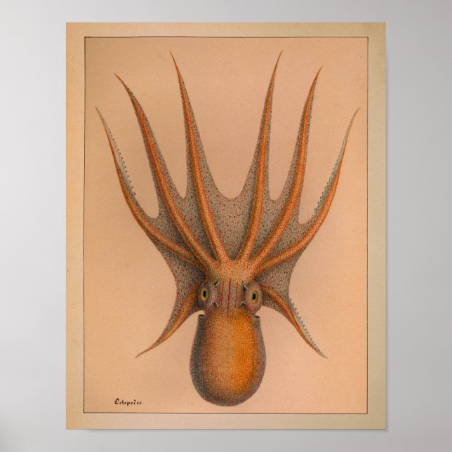 Impression octopus couleur Vintage 1851 (Devant)