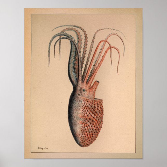 Impression octopus couleur Vintage 1851 (Devant)