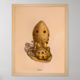 Impression octopus couleur Vintage 1851