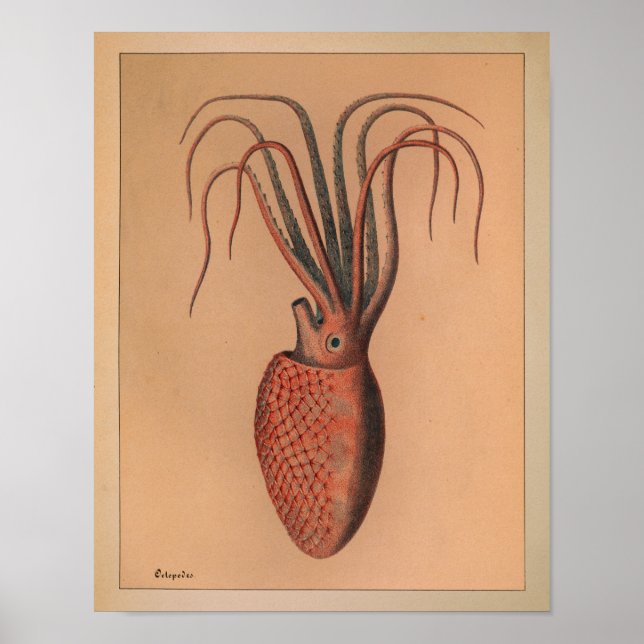 Impression octopus couleur Vintage 1851 (Devant)