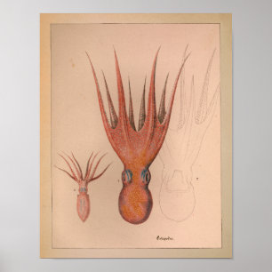 Impression octopus couleur Vintage 1851