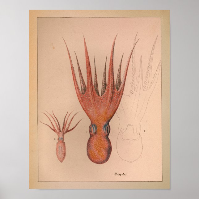 Impression octopus couleur Vintage 1851 (Devant)
