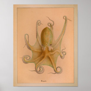 Impression octopus couleur Vintage 1851