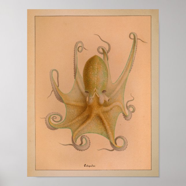 Impression octopus couleur Vintage 1851 (Devant)