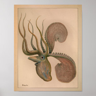 Impression octopus couleur Vintage 1851