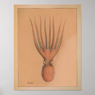 Impression octopus couleur Vintage 1851