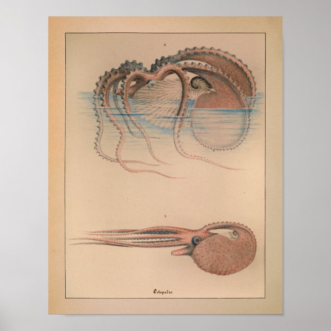 Impression octopus couleur Vintage 1851 (Devant)