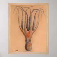 Impression octopus couleur Vintage 1851