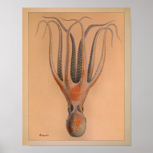 Impression octopus couleur Vintage 1851 (Devant)