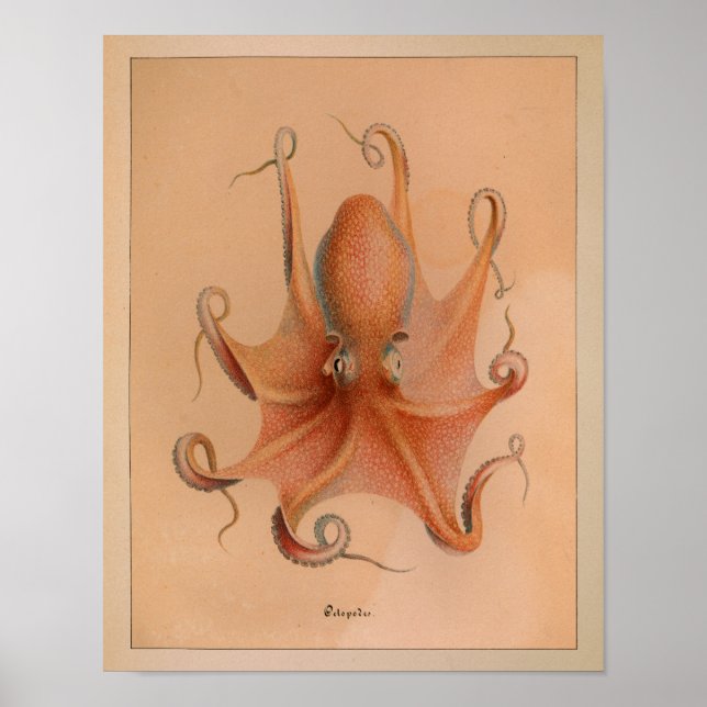 Impression octopus couleur Vintage 1851 (Devant)