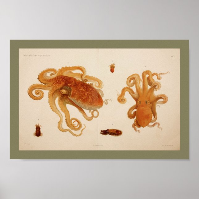 Impression octopus couleur Vintage 1896 (Devant)