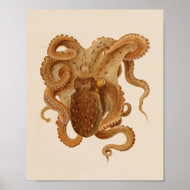 Impression octopus couleur Vintage 1896 (Devant)