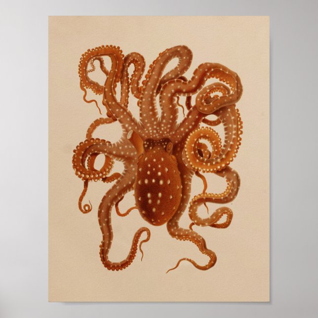 Impression octopus couleur Vintage 1896 (Devant)