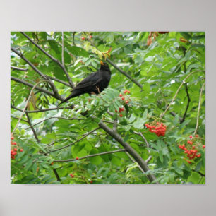 Impression Oiseau noir et Baies