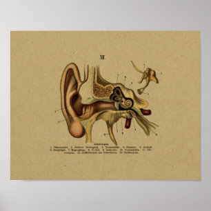 Impression oreille d'anatomie allemande vintage