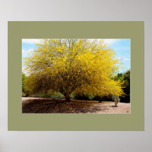 Impression Palo Verde Tree