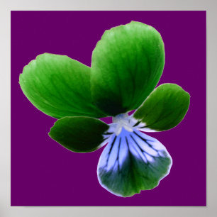 Impression Pansy verte