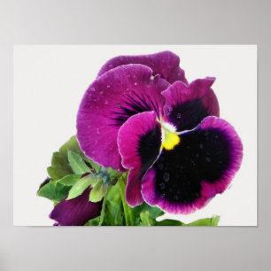 Impression Pansy Violet