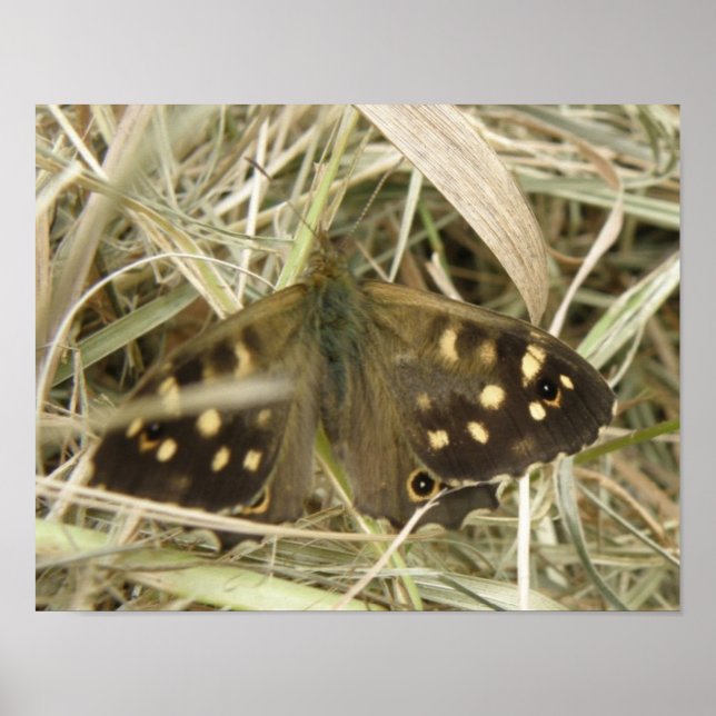 Impression Papillon Bois Tacheté (Devant)