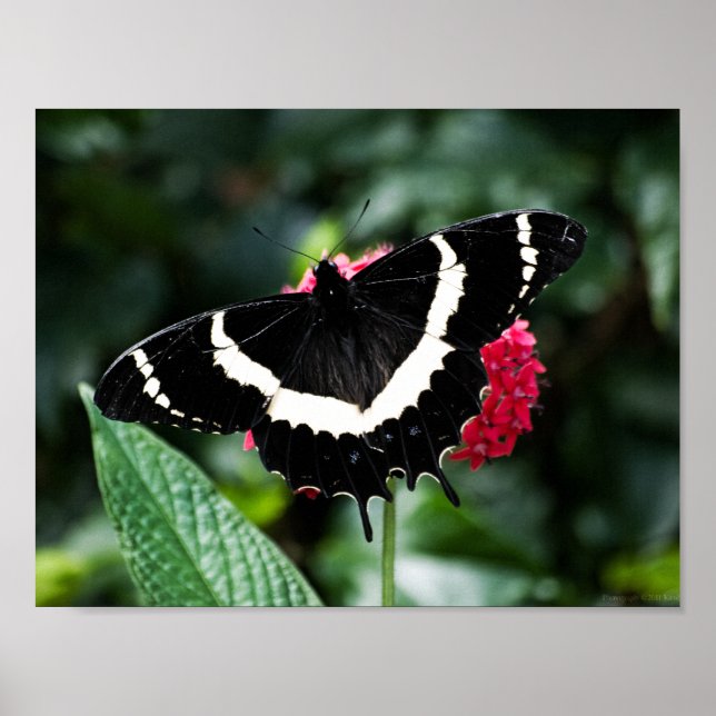 Impression papillon Lolipop (Devant)