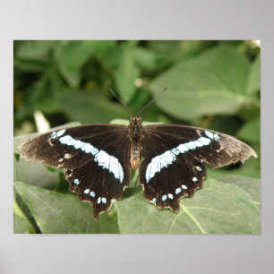 Impression papillon tropical noir et blanc