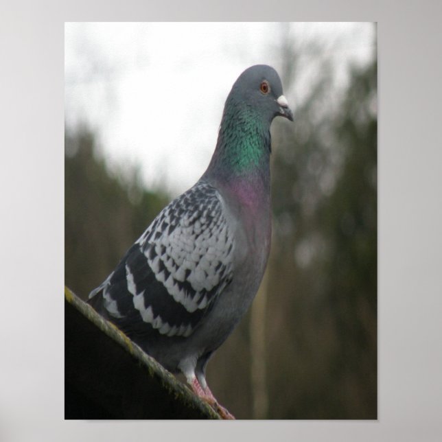Impression parfaite de pigeon (Devant)