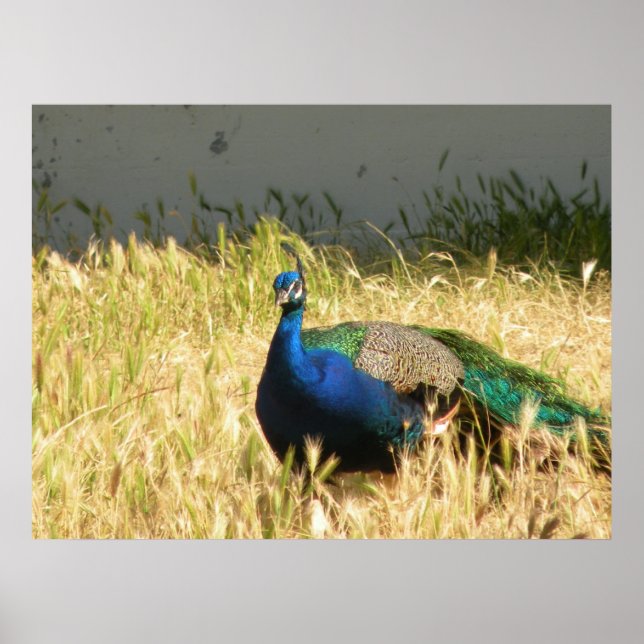 Impression Peacock (Devant)