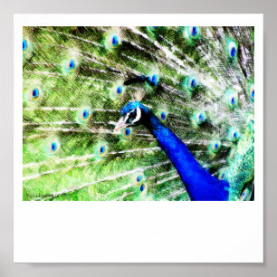 Impression Peacock
