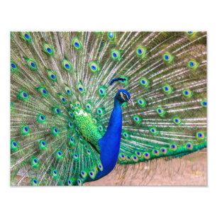 Impression Photo 0601-Peacock