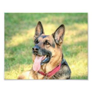 Impression Photo 10x8 allemand Shepard