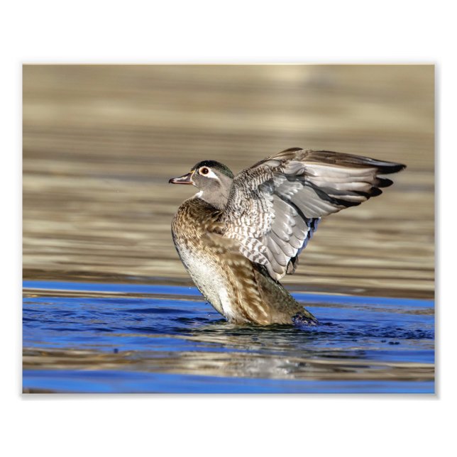 Impression Photo 10x8 Bois Canard battant ses ailes (Devant)