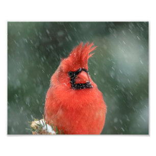 Impression Photo 10x8 Cardinal dans un pin pendant une tempête de n