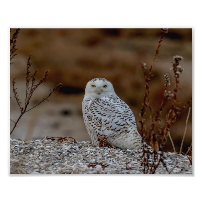 Impression Photo 10x8 Chouette neige assise sur un rocher (Devant)