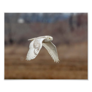 Impression Photo 10x8 Chouette neige en vol