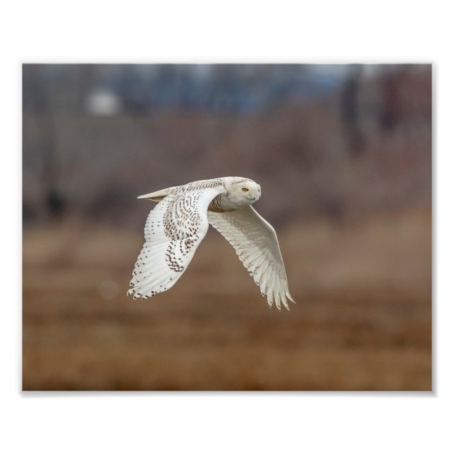 Impression Photo 10x8 Chouette neige en vol (Devant)