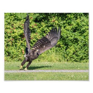 Impression Photo 10x8 Eagle chauve juvénile