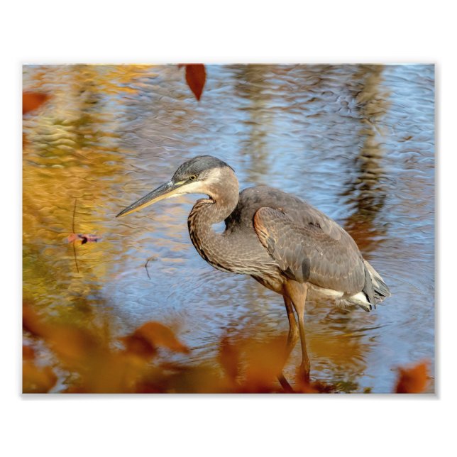 Impression Photo 10x8 Grand Héron Bleu encadré de feuillage d'autom (Devant)