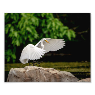 Impression Photo 10x8 Grande aigrette