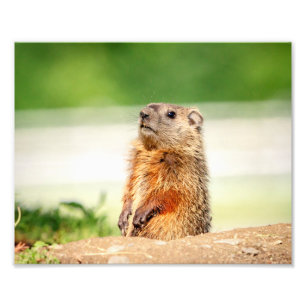 Impression Photo 10x8 Jeune marmotte