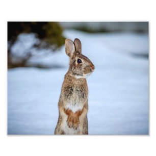 Impression Photo 10x8 Lapin dans la neige
