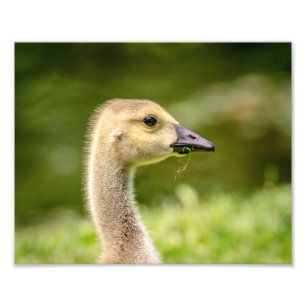 Impression Photo 10x8 Oie canadienne (Gosling)