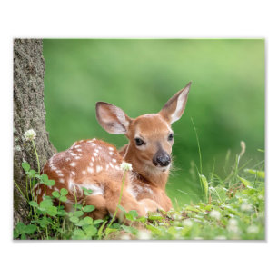 Impression Photo 10x8 Pont adorable pondu sous un arbre
